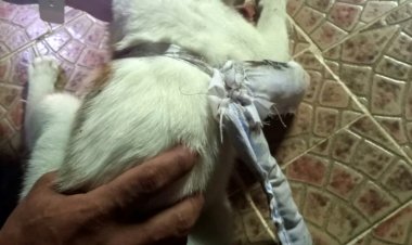 هر يهرب المخدرات في أحد سجون بنما