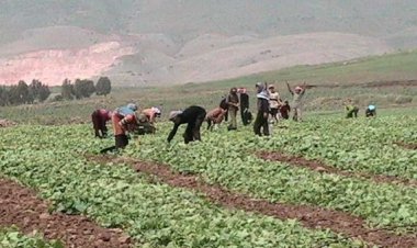 اتحاد نقابات المزارعين: قرار السعودية ينم عن كيدية سياسية