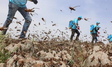 مرتضى: قمنا برش حشرة السونة وانتهينا من الجراد
