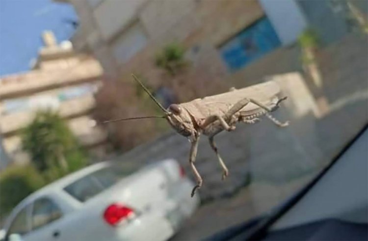 هل وصل الجراد الى صيدا؟