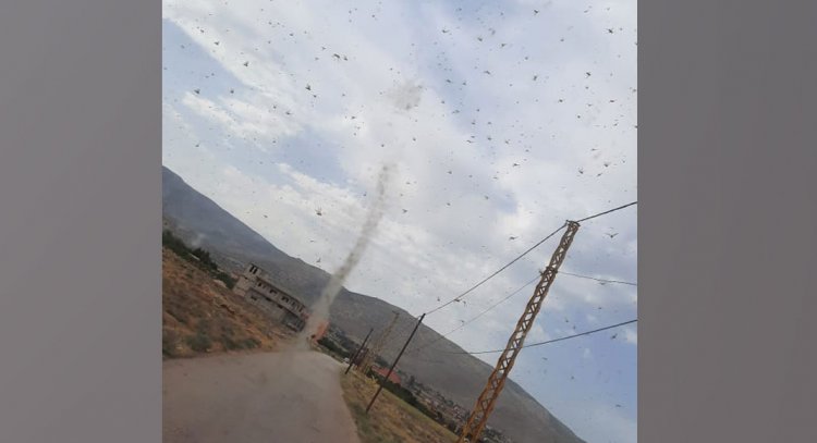 أسراب من الجراد تُحلّق فوق سهلات الماء المجاورة للقصر الحدودية