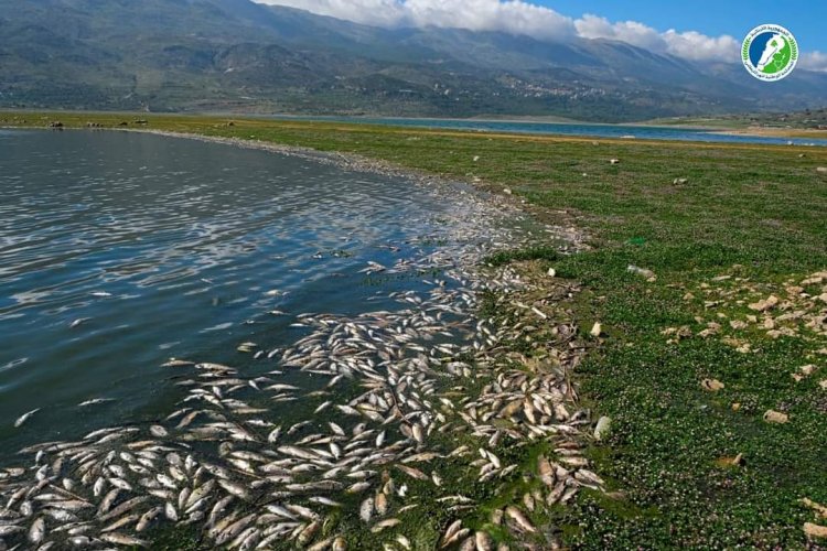 بعد نفوق أسماك الكارب في بحيرة القرعون... هكذا تميزونها في الاسواق وتعرفون اذا كانت  طازجة