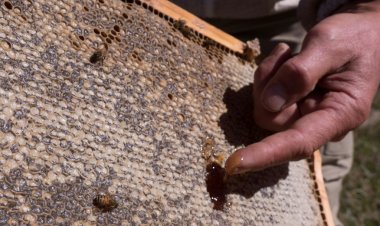 عسل مانوكا ميدان مواجهة شرسة بين نيوزيلندا وأستراليا