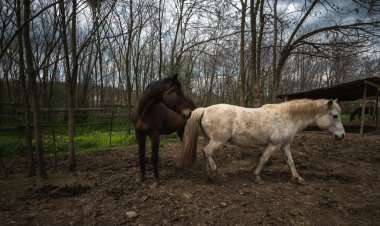 في صربيا... منقذ للخيول يعاني حساسية منها