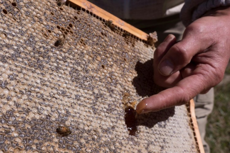 عسل مانوكا ميدان مواجهة شرسة بين نيوزيلندا وأستراليا