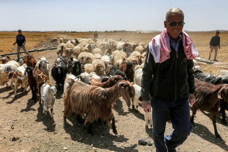 مواشي سوريا محرومة من مراعي البادية بسبب الجهاديين والألغام