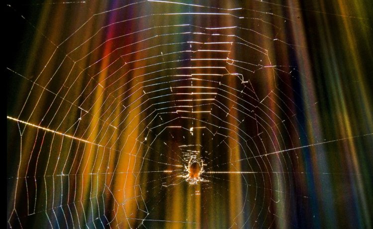 النمل قد يكون وسيلة لإبعاد العناكب عن المنازل