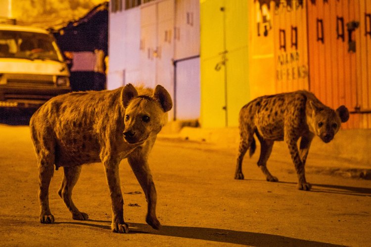 بلدية عمشيت: على من يرى ضباعا في البلدة إبلاغنا