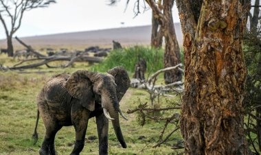 كينيا تحصي للمرة الأولى ثروتها الحيوانية