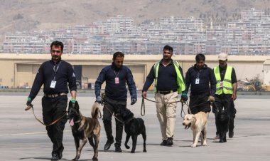 الكلاب المتروكة في مطار كابول بعد الانسحاب الأميركي جاهزة للعودة للعمل