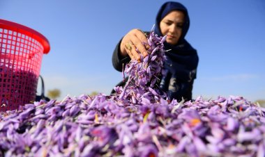 سيّدة أعمال أفغانية تواجه طالبان بسلاح الزعفران