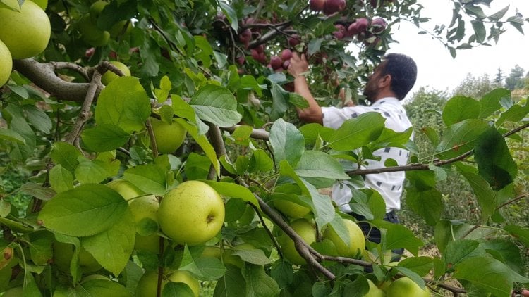 التفاح في عكار انتاج وفير وتصريف خفيف وتخوف من كساد المواسم