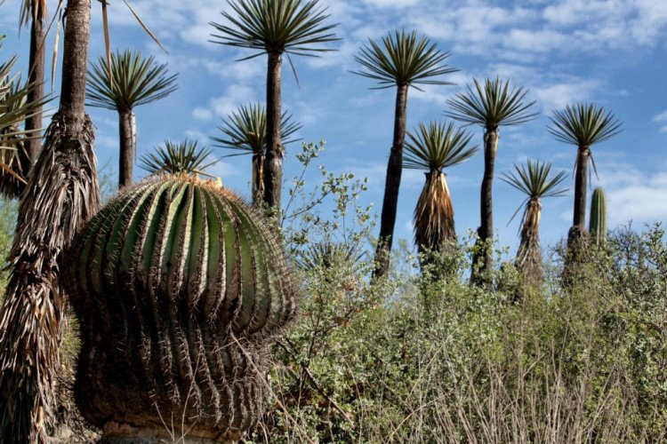 ليبيا والسعودية للمرة الأولى ضمن شبكة اليونسكو العالمية لمحميات المحيط الحيوي
