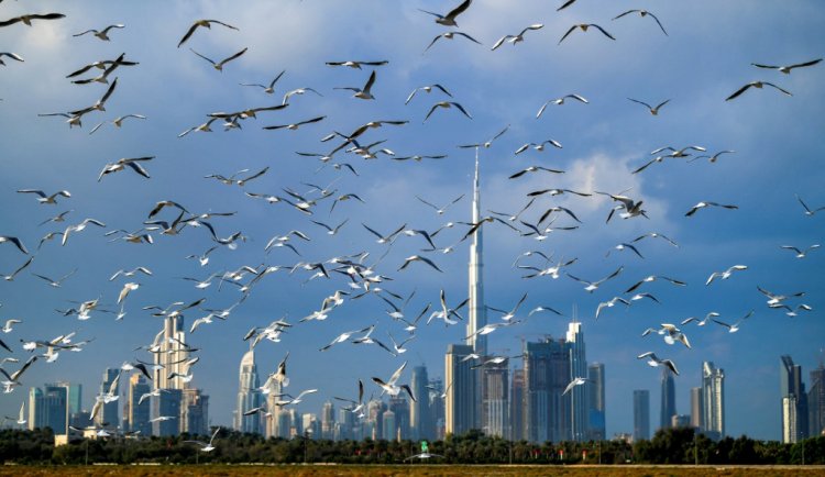 نمو قطاع السياحة في الإمارات