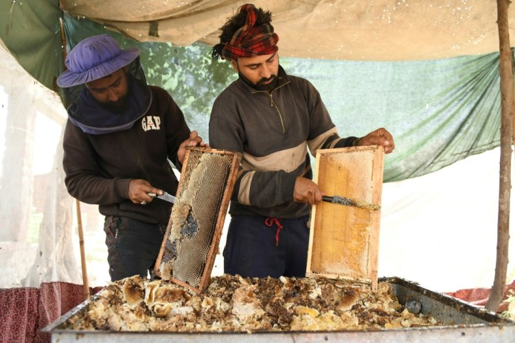 هجرة جماعية للنحل مع مربيها في الجزء الهندي من كشمير بحثا عن الطقس الدافئ