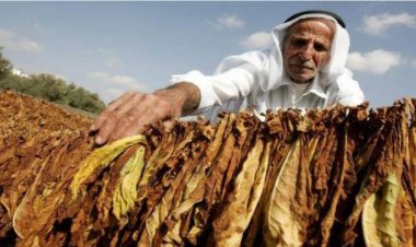 لجان العمل النقابي لمزارعي التبغ في الجنوب: نؤكد حق المزارعين في حماية لقمة عيشهم