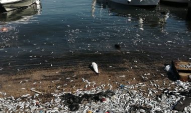 بالصور: أسماك نافقة في صيدا.. والقضاء يتحرّك