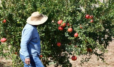 الزراعات البيولوجية والعضوية تشهد ازدهارا في المغرب العربي