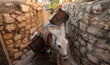 حمير تحب موسيقى بيتهوفن تحافظ على النظافة في ماردين بتركيا