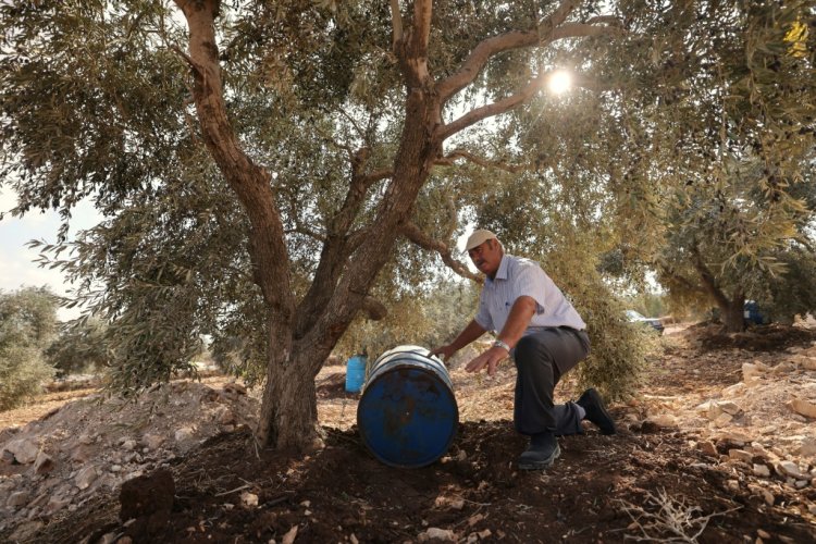 مزارعو الزيتون الفلسطينيون والإسرائيليون يواجهون تحدي تغير المناخ