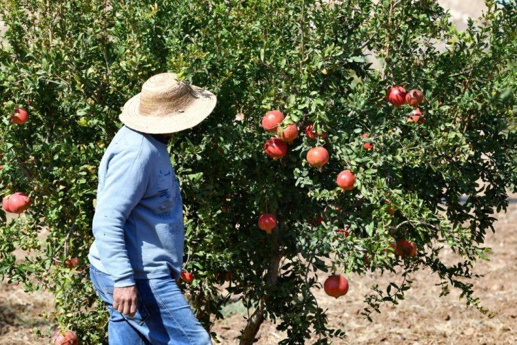 الزراعات البيولوجية والعضوية تشهد ازدهارا في المغرب العربي