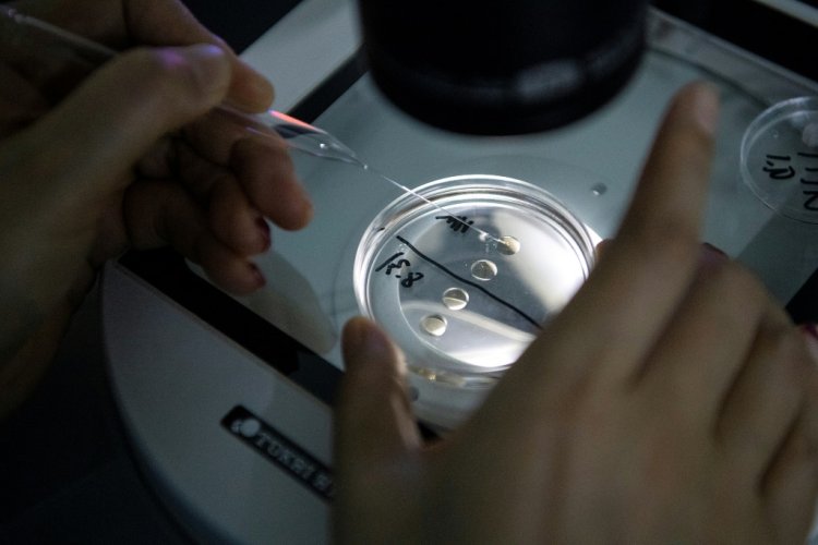 زوجان أميركيان يرفعان دعوى بسبب إبدال بويضتهما المخصبة بأخرى