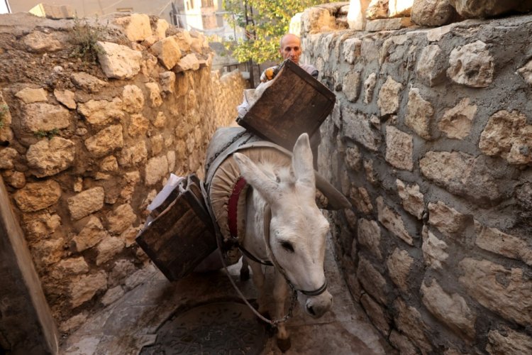 حمير تحب موسيقى بيتهوفن تحافظ على النظافة في ماردين بتركيا