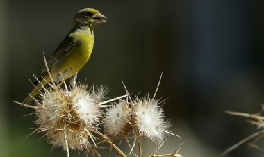 هذه أبرز أنواع الطيور المهددة بالانقراض في بريطانيا