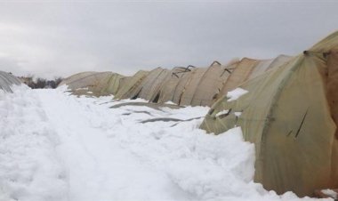 بالصورة: أضرار جسيمة خلفتها العاصفة الثلجية في محاصيل بعلبك الزراعية