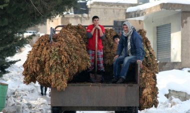  زراعة التبغ في البقاع تحتضر 