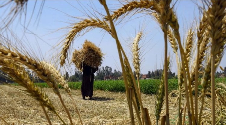 مصر تحارب "الجريمة الشائعة".. بعلامة سوداء مدى الحياة