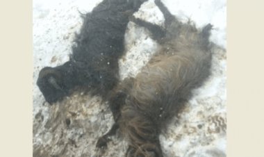نداء استغاثة من رعاة حاصرتهم الثلوج
