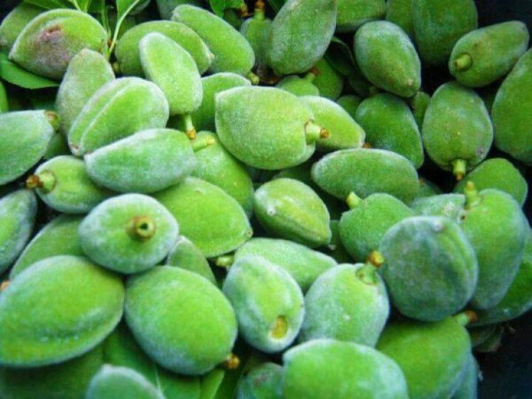 بالصورة: تسعيرة خيالية  لكيلو اللوز الأخضر
