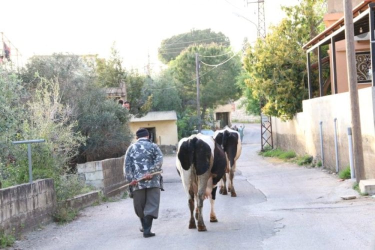  العز للبقر والمجد للحليب واللبن والراعي ملك 