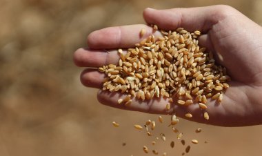 وزارة الزراعة: كميات القمح التي أصبحت جاهزة للطحن هي 31053 طن