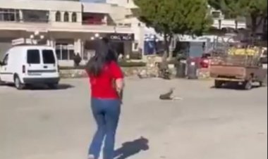 بعد تصدرها التريند.. ما قصة الأم التي قتلت كلبا في لبنان؟