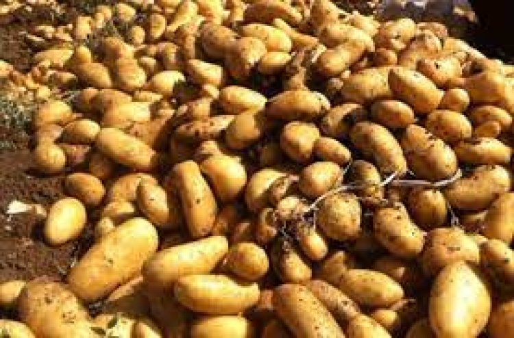 مزارعو البطاطا في عكار: لوقف استيرادها من مصر وإلا نحن أمام كارثة كبيرة
