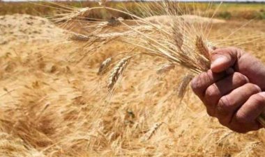 تضارب المعطيات حول توافر القمح