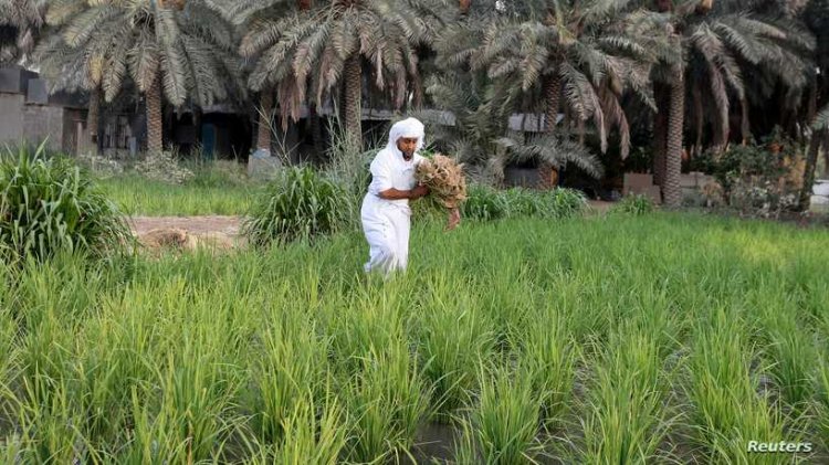 أزمة الغذاء العالمية.. لماذا لم تتأثر دول الخليج؟