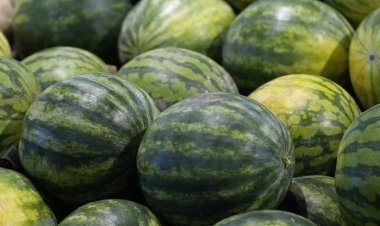 تحذيرات من ظاهرة بيع البطيخ الأحمر "المفتوح"