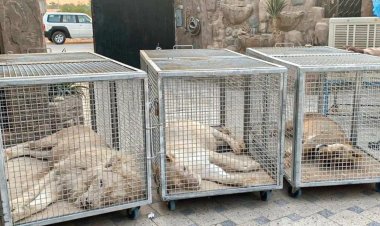مصادرة 3 أسود من استراحة تابعة لمواطن سعودي في الرياض