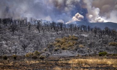 حرائق عنيفة في شمال المغرب.. إجلاء عائلات ورياح عنيفة تعيق الجهود