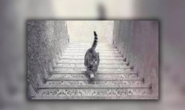 يصعد أم يهبط؟ صورة القط المحيرة تحدد مدى ذكائك