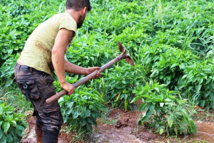 الإنتاج الزراعي مهدد... هل تتوقف زراعة بعض الأصناف محلياً؟