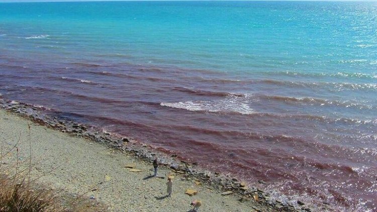 خبير يكشف سبب تحول مياه البحر الأسود للون الأحمر قبالة أنابا الروسية