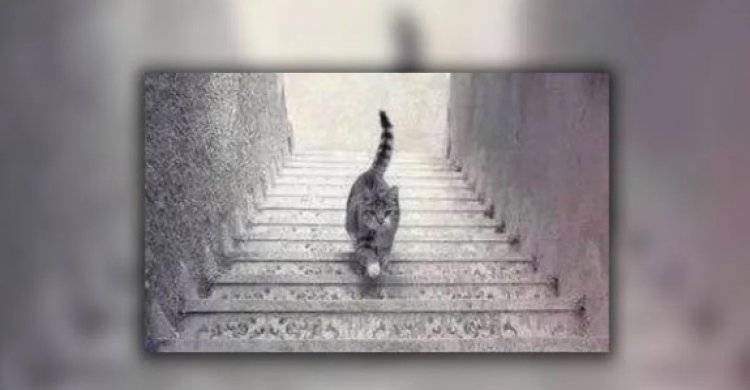 يصعد أم يهبط؟ صورة القط المحيرة تحدد مدى ذكائك