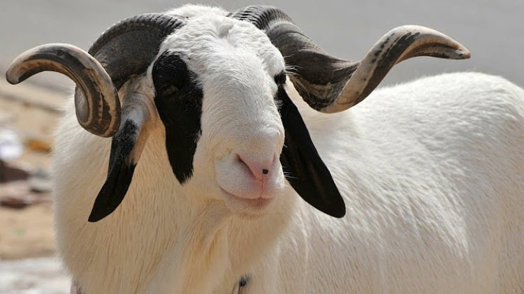 أغنام أغلى من السيارات في السنغال !